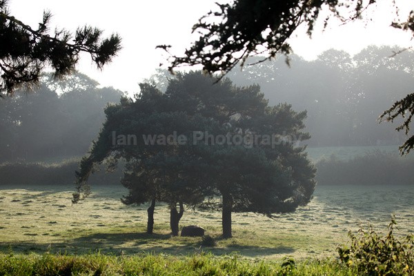 Tuckets Field Trees _026 - Frenchay care home Collection v
