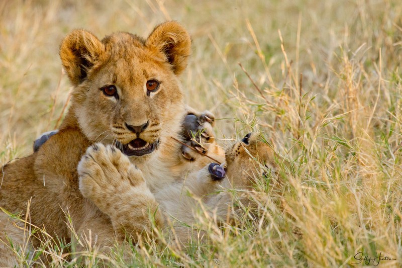 Cubs Playing