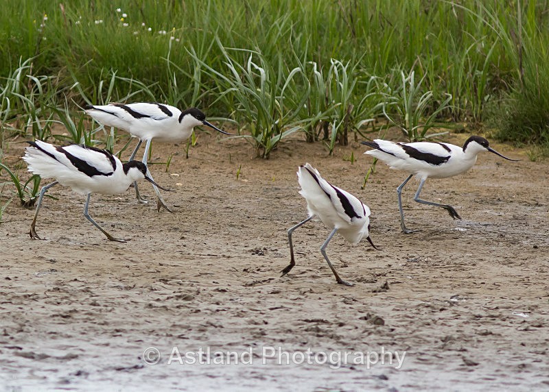 Astland Photography, Bird and Wildlife Images, Susan and Peter Wilson, U.K.