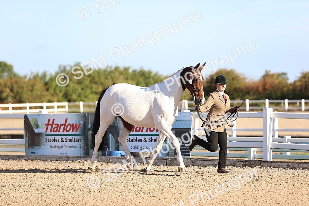 SBM_08335 - Class 401 - IH Veteran Horse