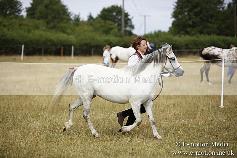 _C7A9559 - BVRC Sow 2018 Ring 2