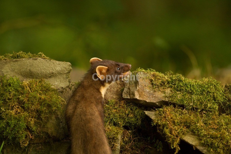 Pine Marten - Pine Marten