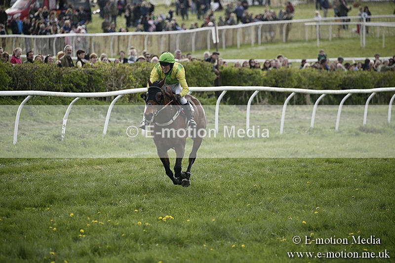 PtP 170417 354 - Old Berks Point-to-Point Lockinge 17/04/17