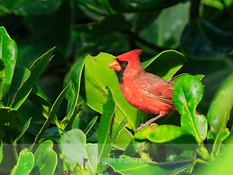 Northern Cardinal (male), Kilauea Point, Kauai - Northern Cardinal