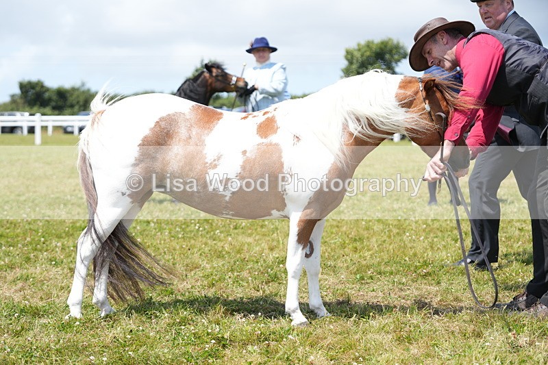 DSC06603 - Class 57: Miniature Horse 4yrs & over