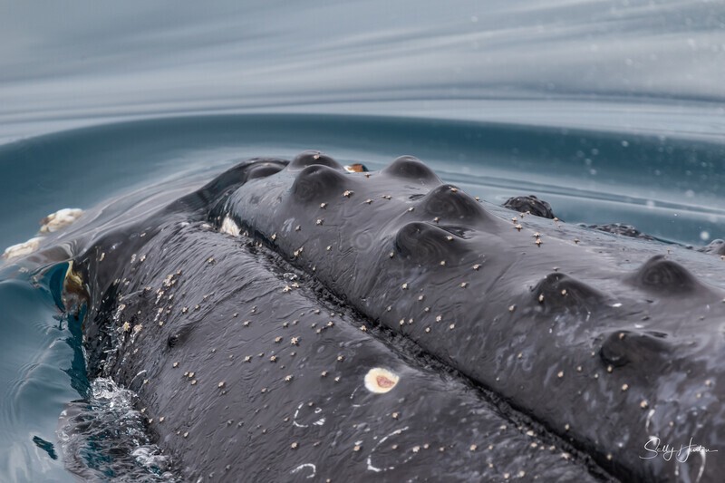 Humpback Tubercles 3