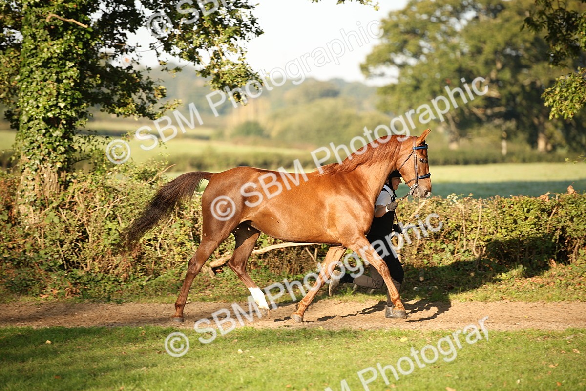 SBM_57538 - S50 - Foreign Breeds In Hand