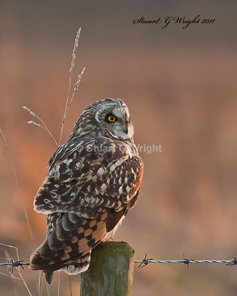 27 - Wild Birds of Prey Inc. Owls