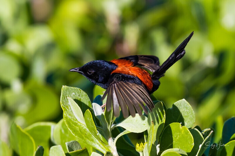 Handsome male - Red-backed Fairy Wren
