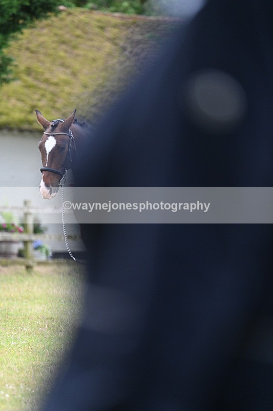 WJ7_7010 - Class 5a Most Handsome Gelding in Hand