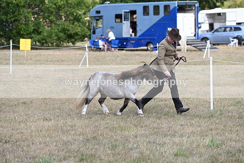 WJ6_6846 - Class 21 Shetland & Mini Horses