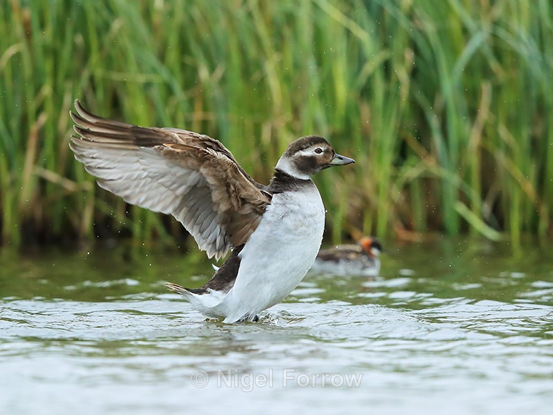 Long-tailed Duck (female) wing flap, Iceland - Long-tailed Duck