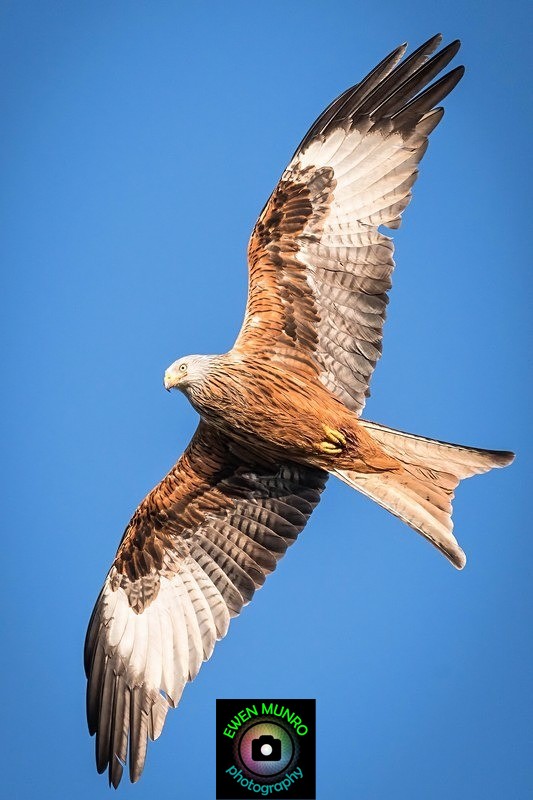 BBR-02-Red Kite - Raptors