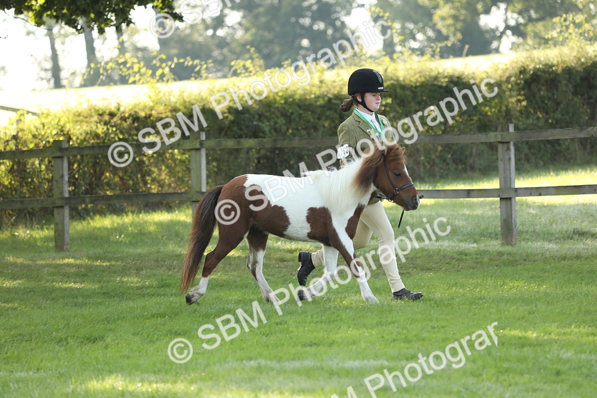 SBM_60827 - S43 - Coloured Pony In Hand