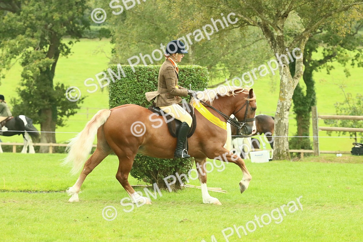 SBM_75032 - Ridden Pony Supreme Championship