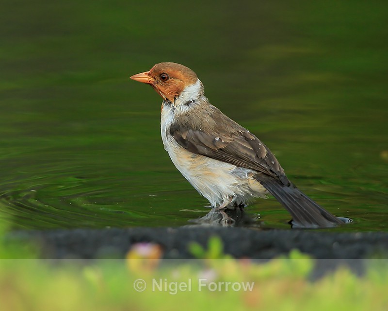 Yellow-billed Cardinal (juvenile) bathing, Hawaii - Yellow-billed Cardinal
