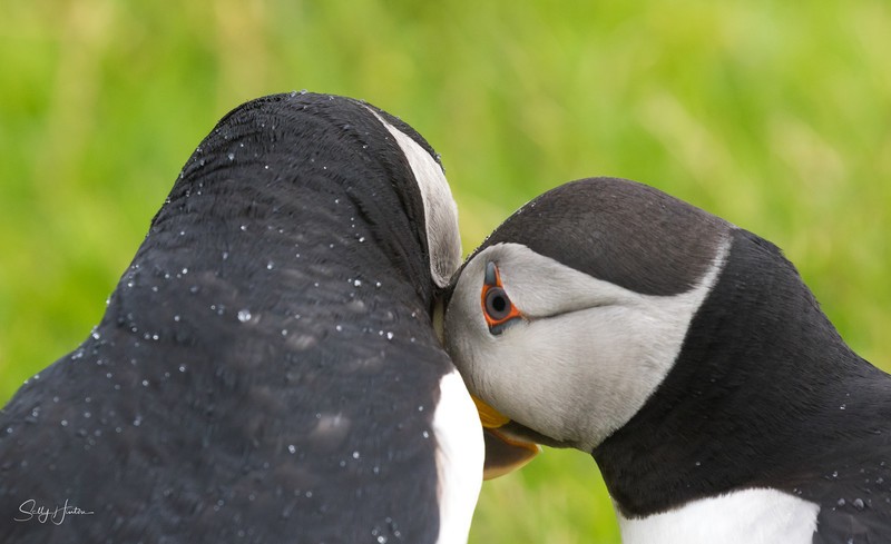 Puffen Love 3 - Puffins