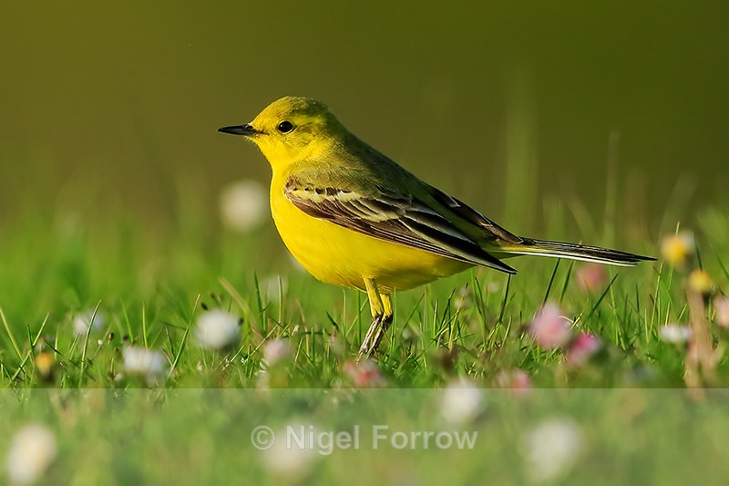 Yellow Wagtail, Farmoor Reservoir, Oxfordshire - Yellow Wagtail