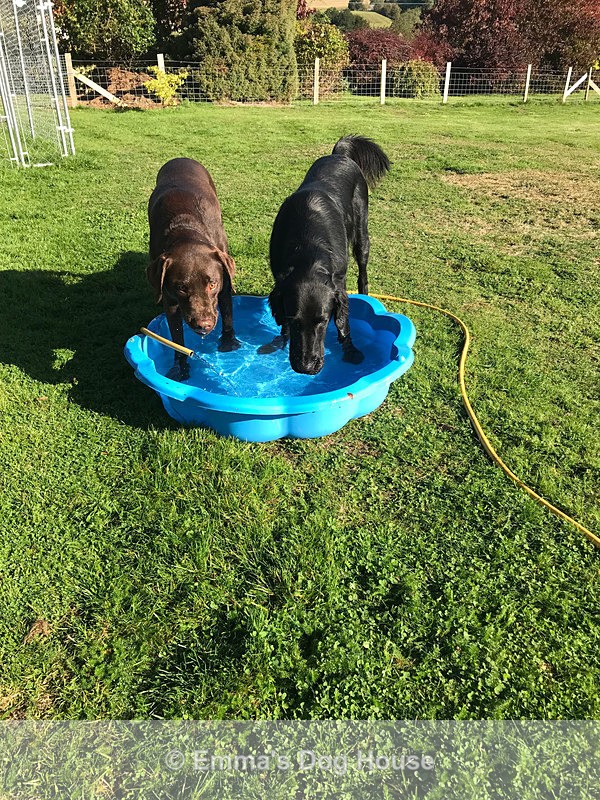  - Dogs