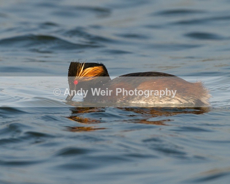 20110328-IMG_2963 - Black-necked Grebe