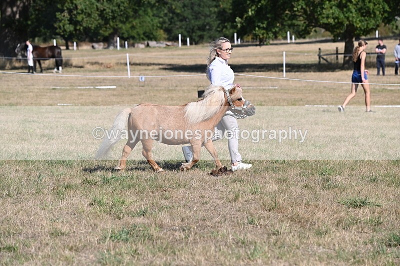 WJ6_7254 - Class 33 Rescue Pony