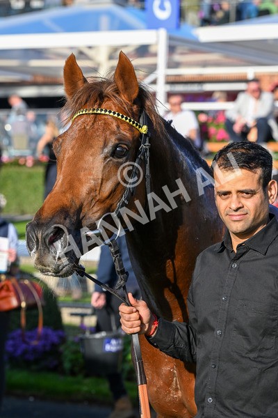 111025-Race 5-Morshdi-0592 - Race 5 Coral 'We're Here For It' EBF Maiden Stakes at York