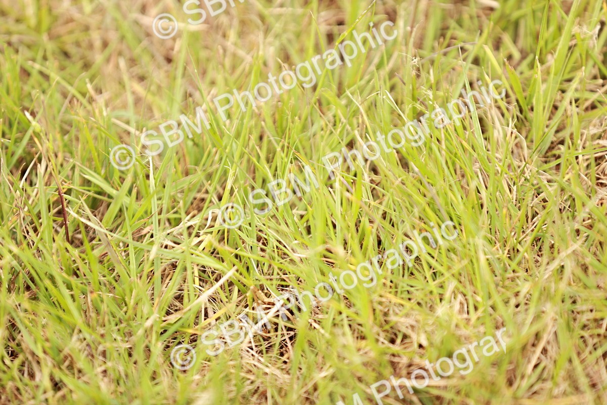 SBM_06252 - Class 39-41 TGCA In Hand and Ridden