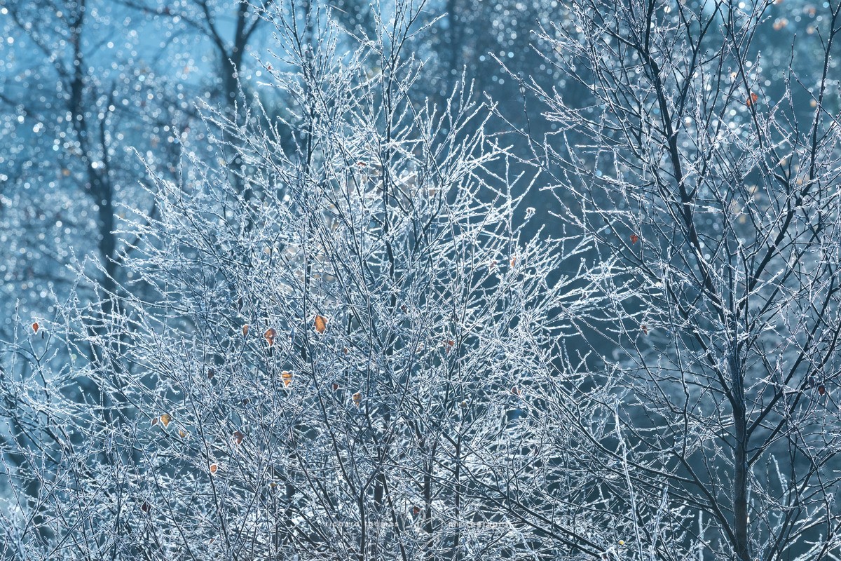 Twinkle Trees - WINTER