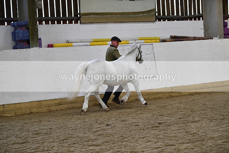 WJ5_5601 - Morning in hand Championship