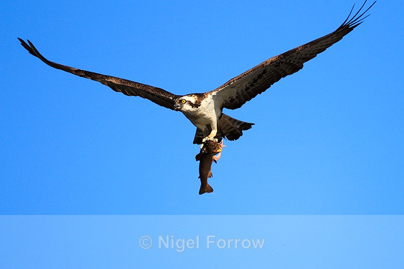 Osprey in flight with a fish at Rothiemurchus - Osprey