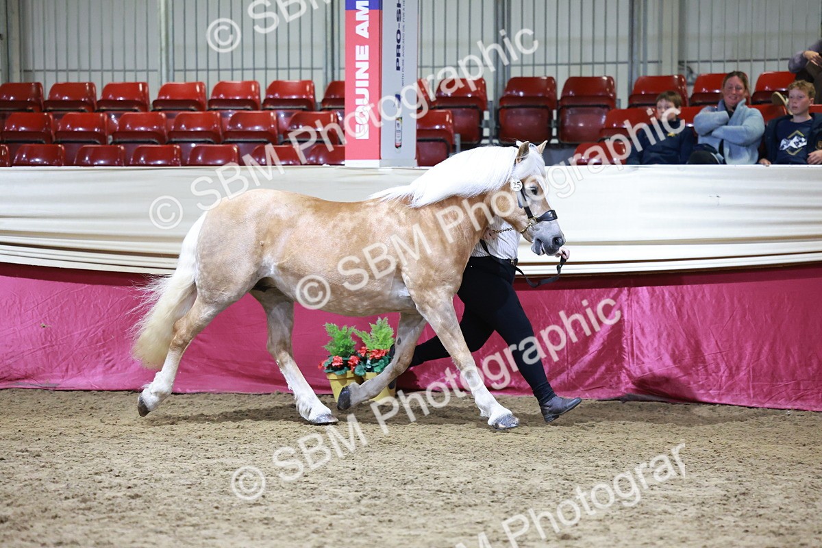 SBM_20671 - Class J - Foreign Breeds Champ
