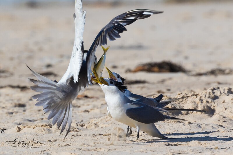 Fish Fight 3 - Crested Terns