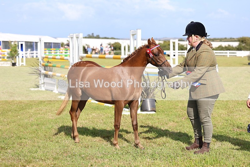 3E7A3888 - Supreme Championship