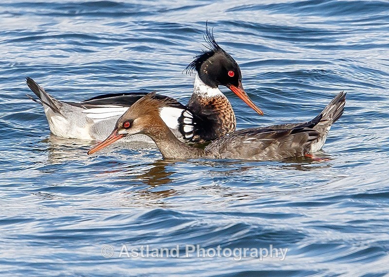 Astland Photography, Bird and Wildlife Images, Susan and Peter Wilson, U.K.