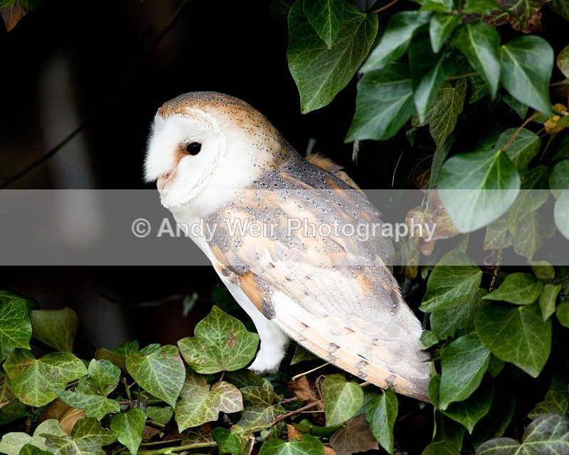 20110312-IMG_1352-100 - Barn Owl