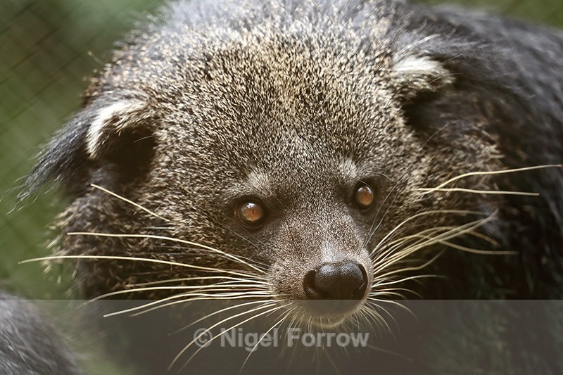 Binturong portrait, Phnom Tamao, Cambodia - Binturong
