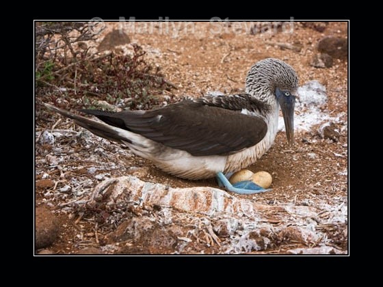 Booby with eggs - Galapagos Islands