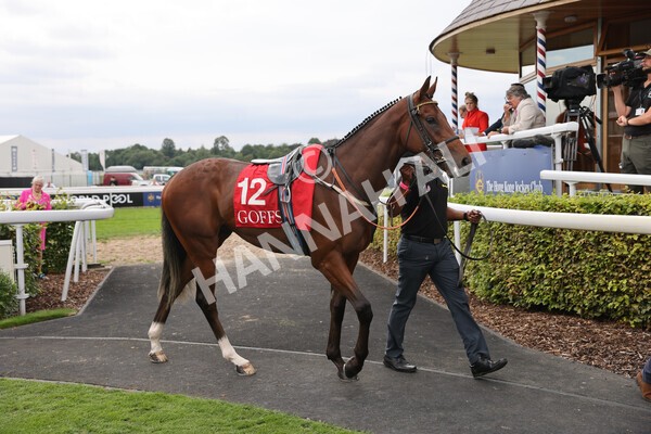 yr18082022r2-3 - Race 2 2.25pm Goffs UK Harry Beeby Premier Yearling Stakes