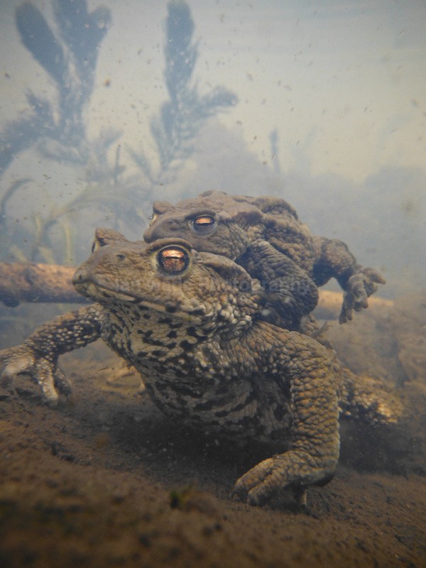 Common toad spawning_675 - Reptiles, amphibians & pond life, Great Britian