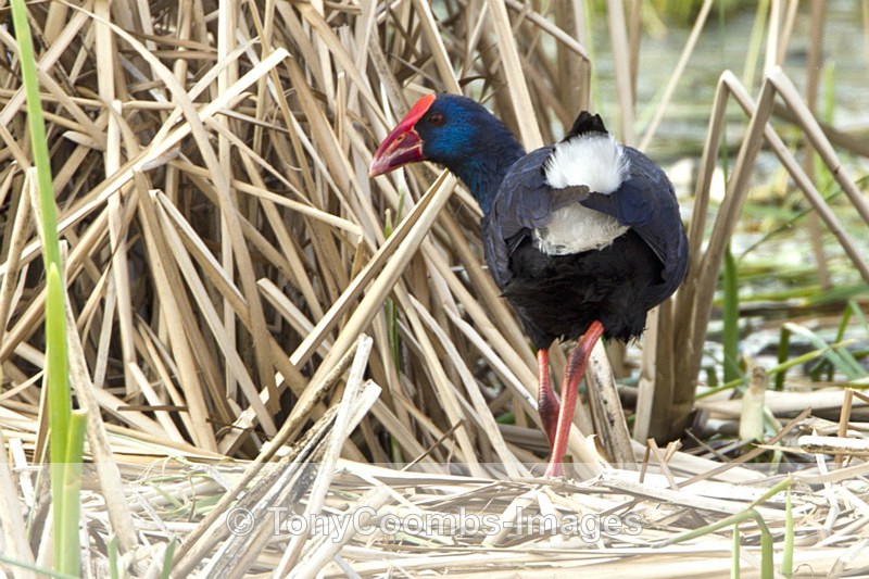 Purple Swamphen - Foreign Selection