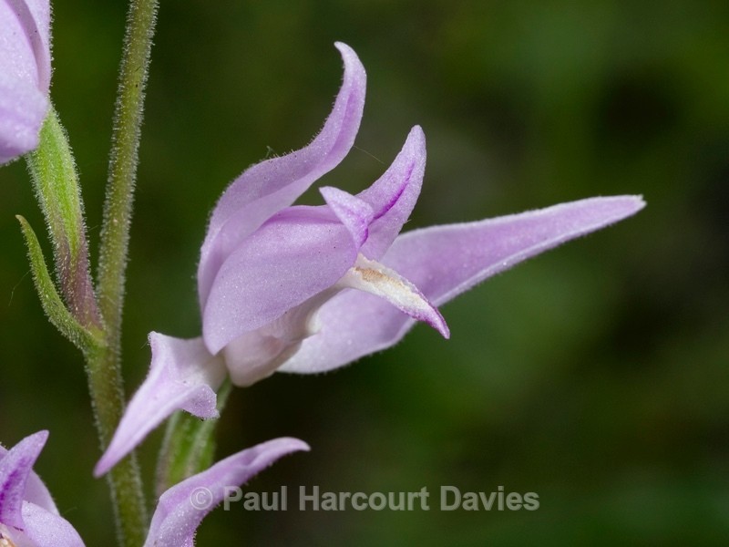 Red Helleborine (Cephalanthera rubra) - Wild Orchids 2021