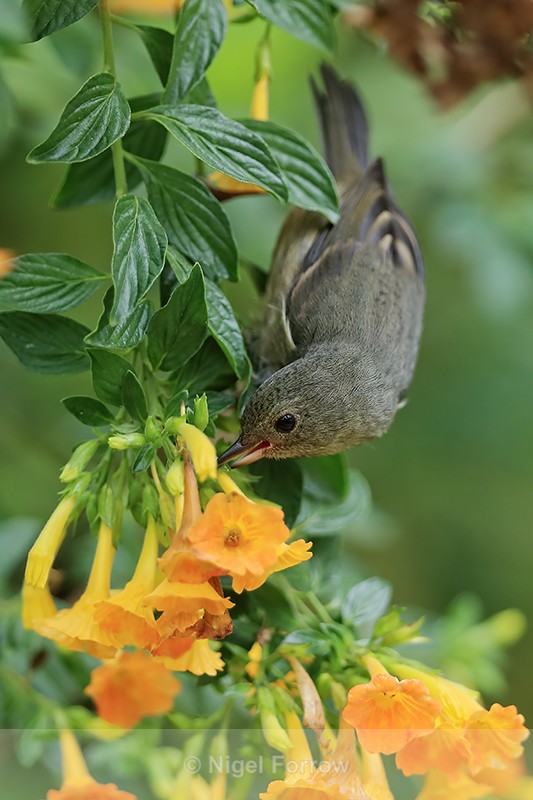Slaty Flowerpiercer (female) feeding on orange flowers, Panama - Slaty Flowerpiercer