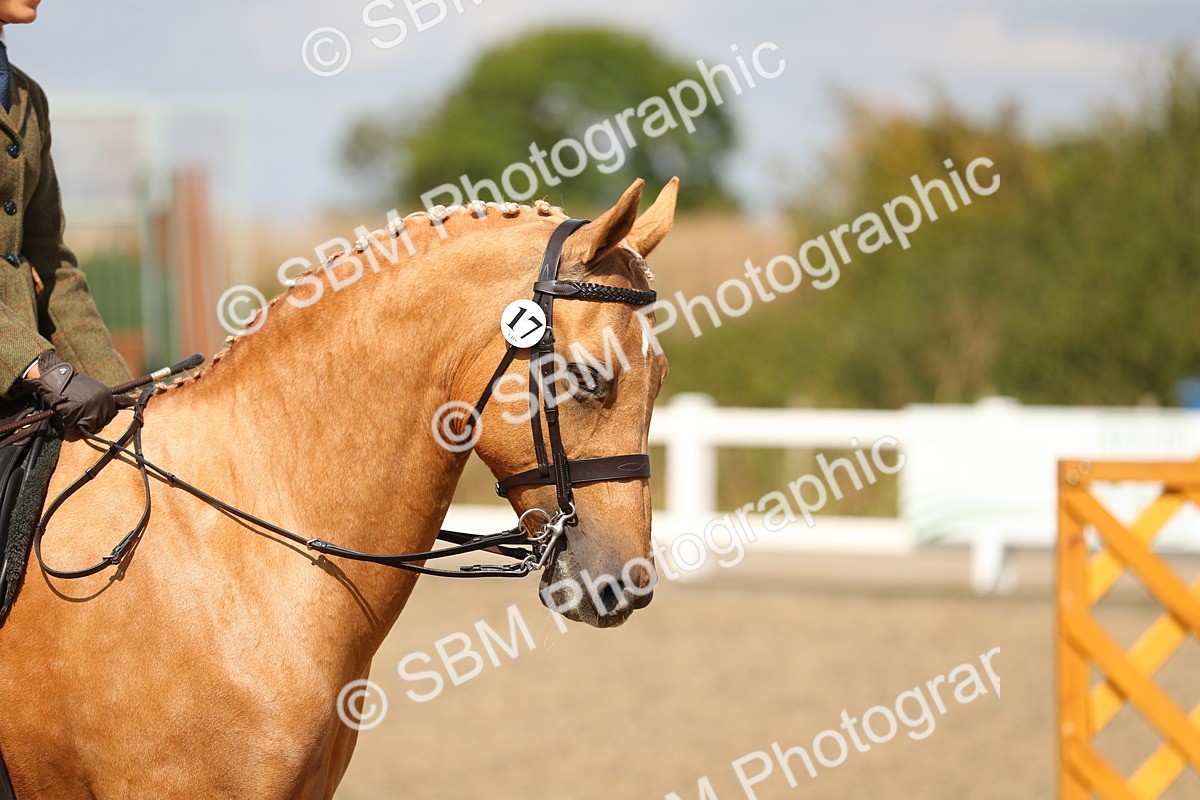 SBM_04195 - Class 46a Style & Performance 50cm (15-19)