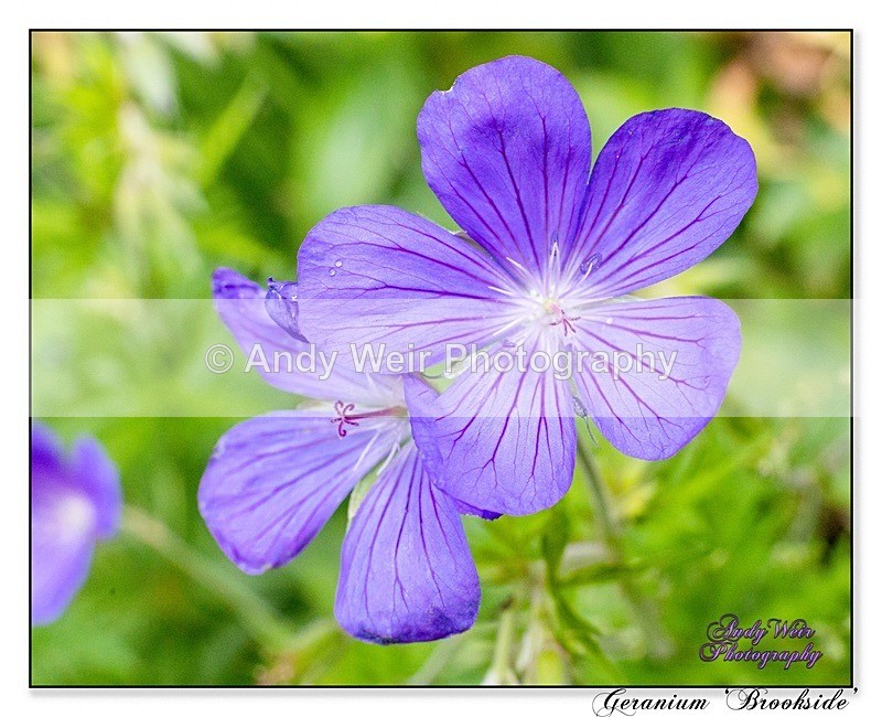 190614-untitled-1L4A1924-Edit - Plants & Flowers