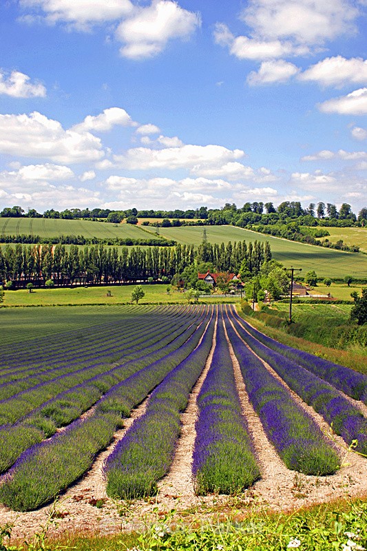 Eynesford Kent - UK. Landscapes