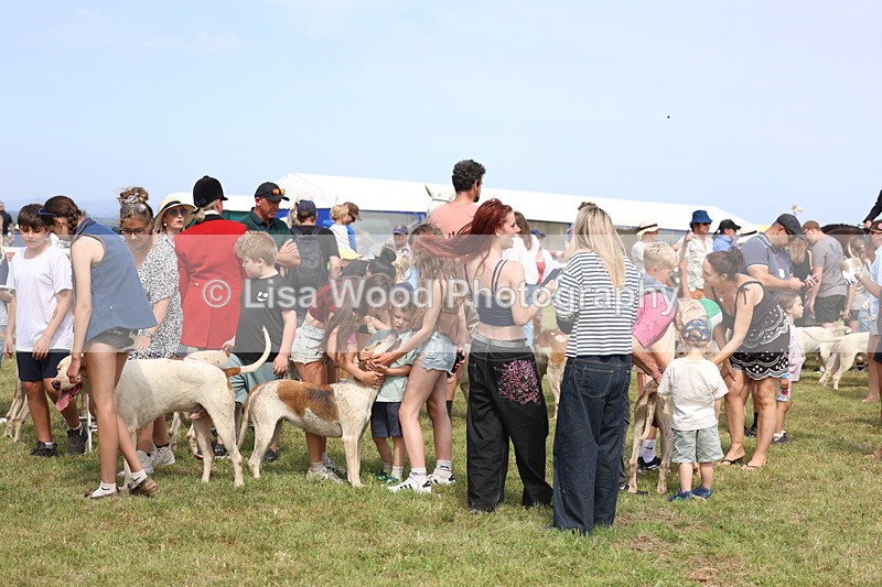 3E7A0225 - Parade of Hounds