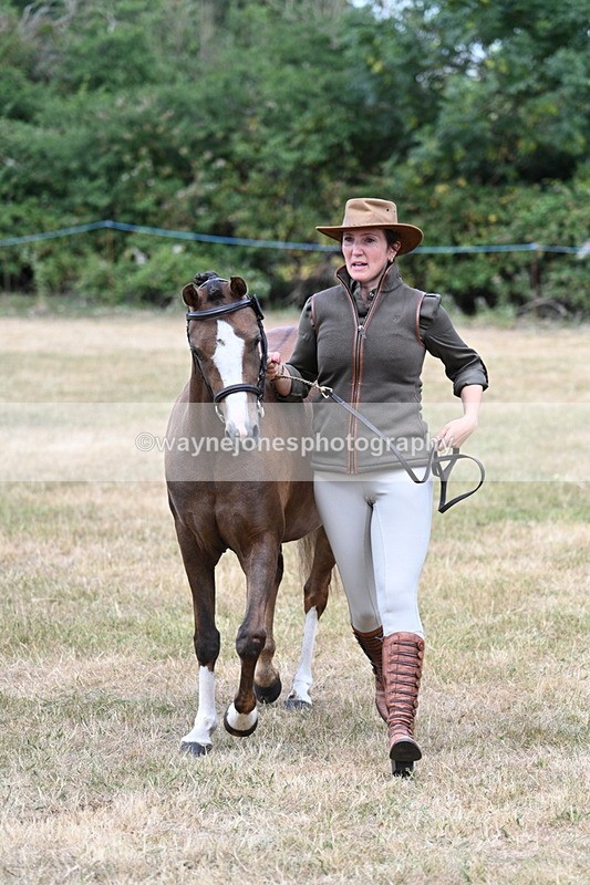 WJ7_1528 - Class 4 Prettiest Mare up to 14.2hh in hand