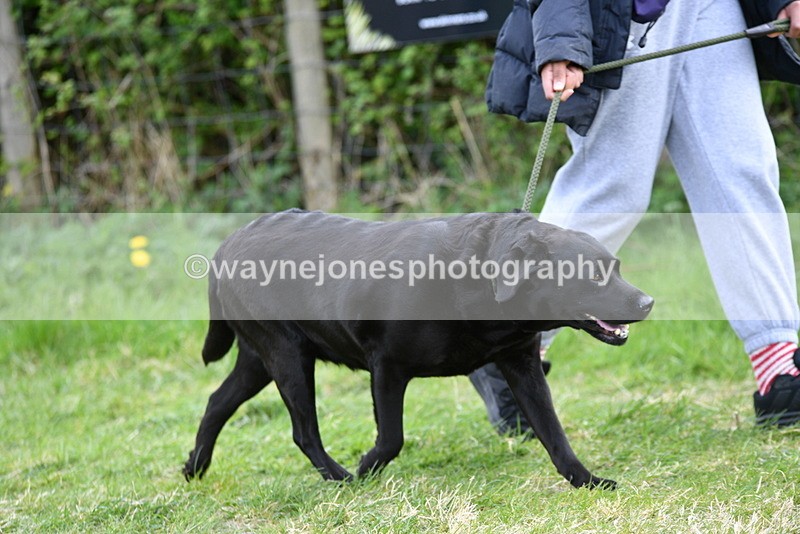 WJ5_0028 - Class 5 Best Veteran / 7 years & over