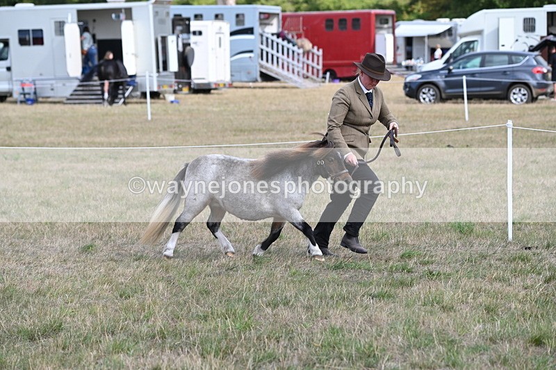 WJ6_6855 - Class 21 Shetland & Mini Horses
