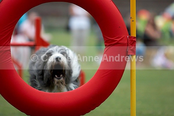  - Tendring Agility Group- St Osyth Summer Fete